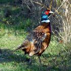 Wild Pheasant