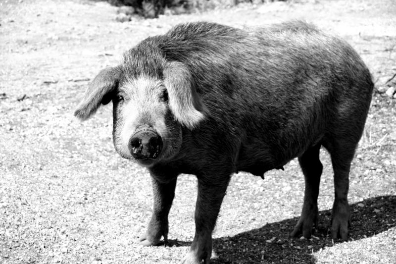 wild pig