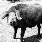 wild pig