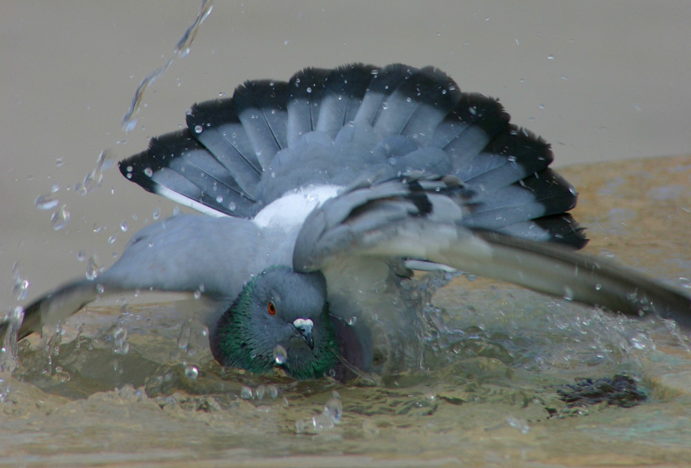 Wild pigeon in the fontain of Rovinj