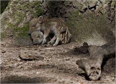 WILD PIGLETS