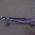 Wild Platypus blowing bubble