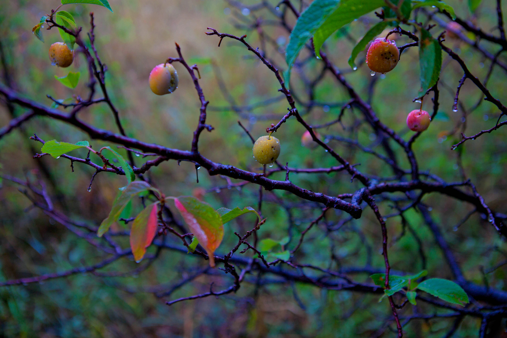 Wild Plumbs In Rain