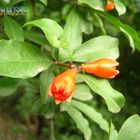 Wild Pomegranate blossoms (IRAN)