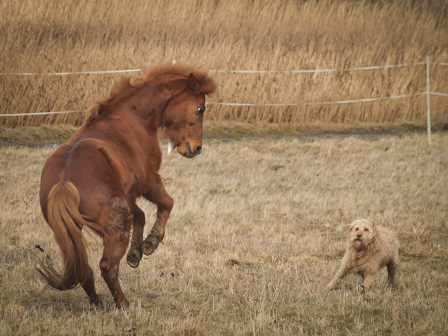 wild Pony