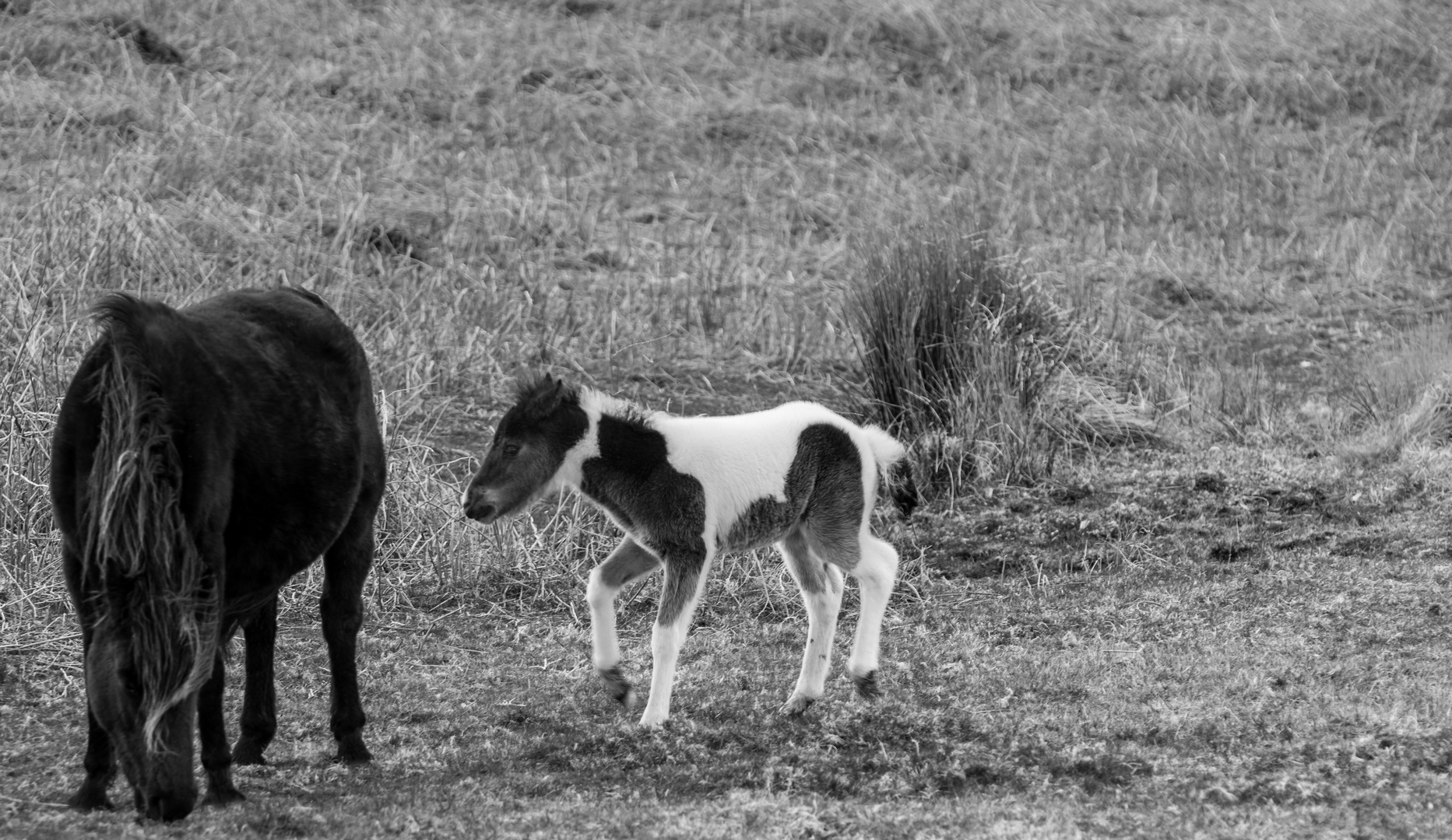 Wild-Ponys im Dartmoor Nationalpark - Cornwall