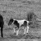 Wild-Ponys im Dartmoor Nationalpark - Cornwall