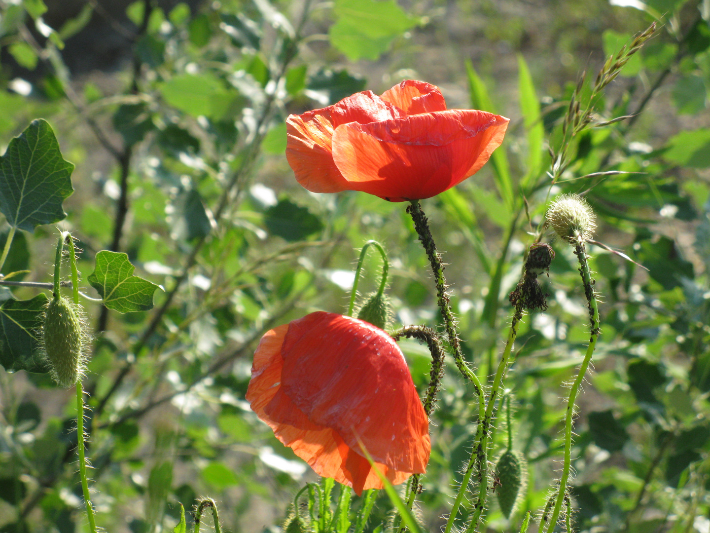 wild poppies