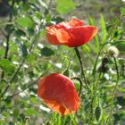 wild poppies