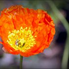 Wild Poppy......