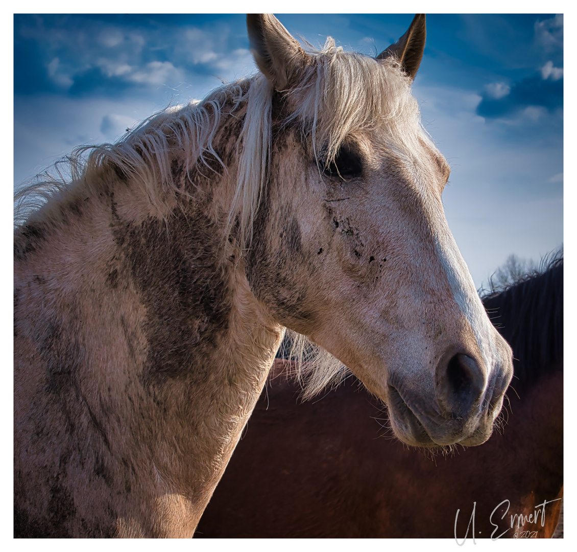 Wild Portrait