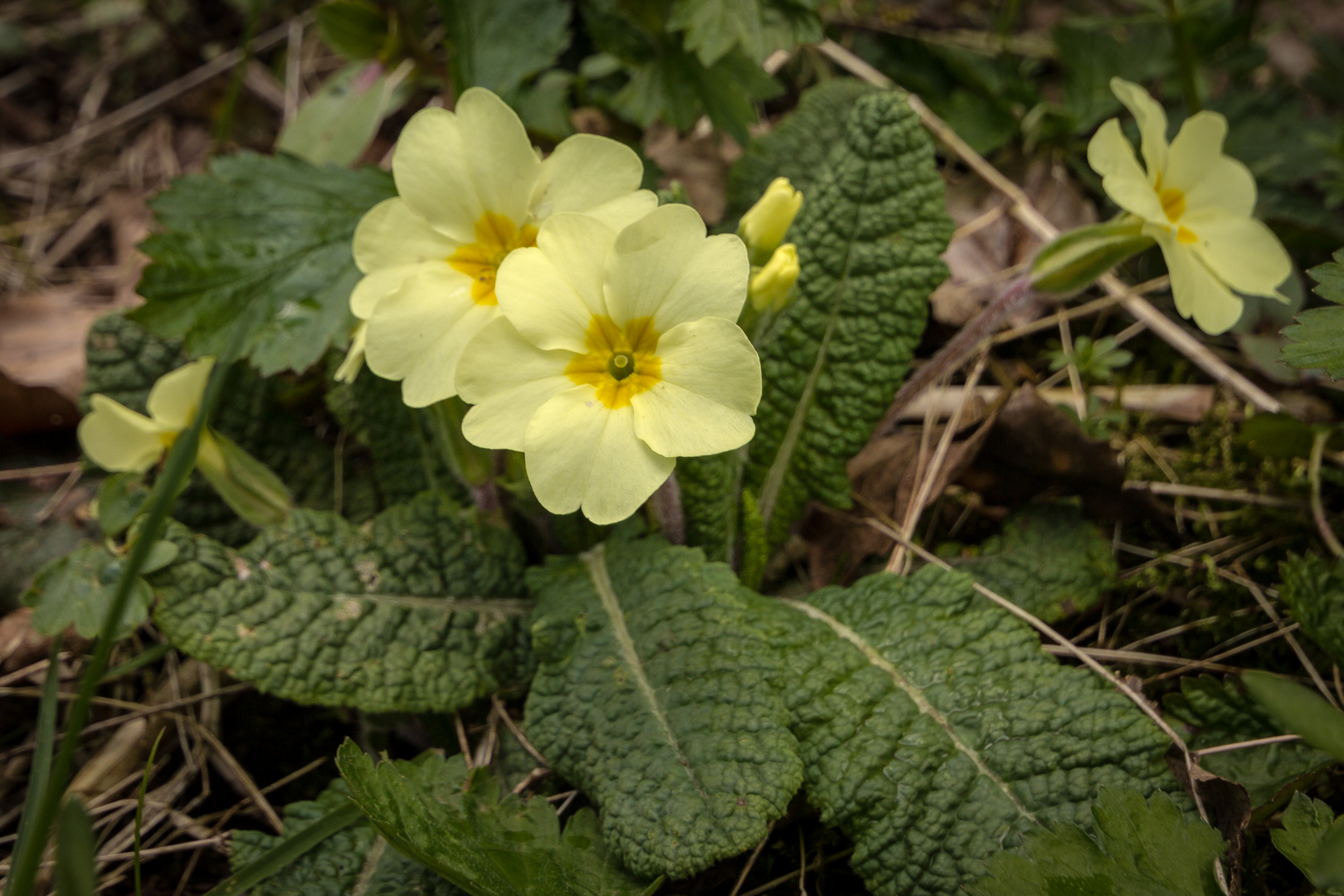 Wild Primrose