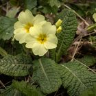 Wild Primrose