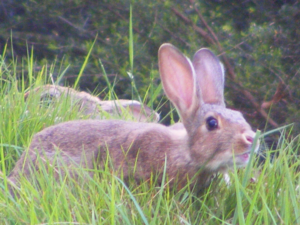 Wild Rabbit