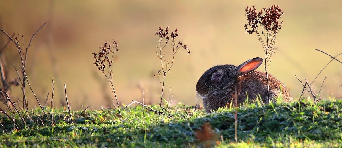 Wild Rabbit