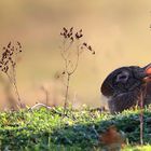 Wild Rabbit