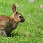 Wild Rabbit