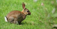 Wild Rabbit