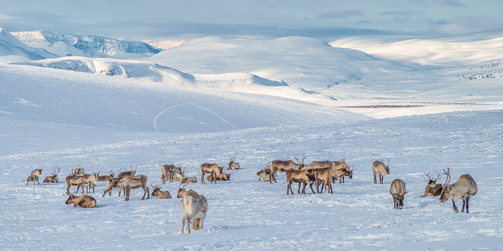 Wild reindeers - Wilde Rentiere