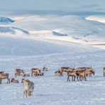 Wild reindeers - Wilde Rentiere