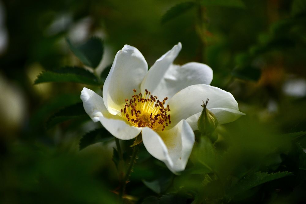 Wild Rose