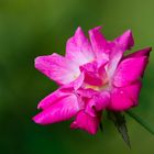 Wild rose