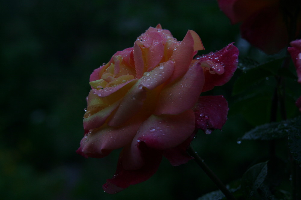 Wild Rose in Moonlight