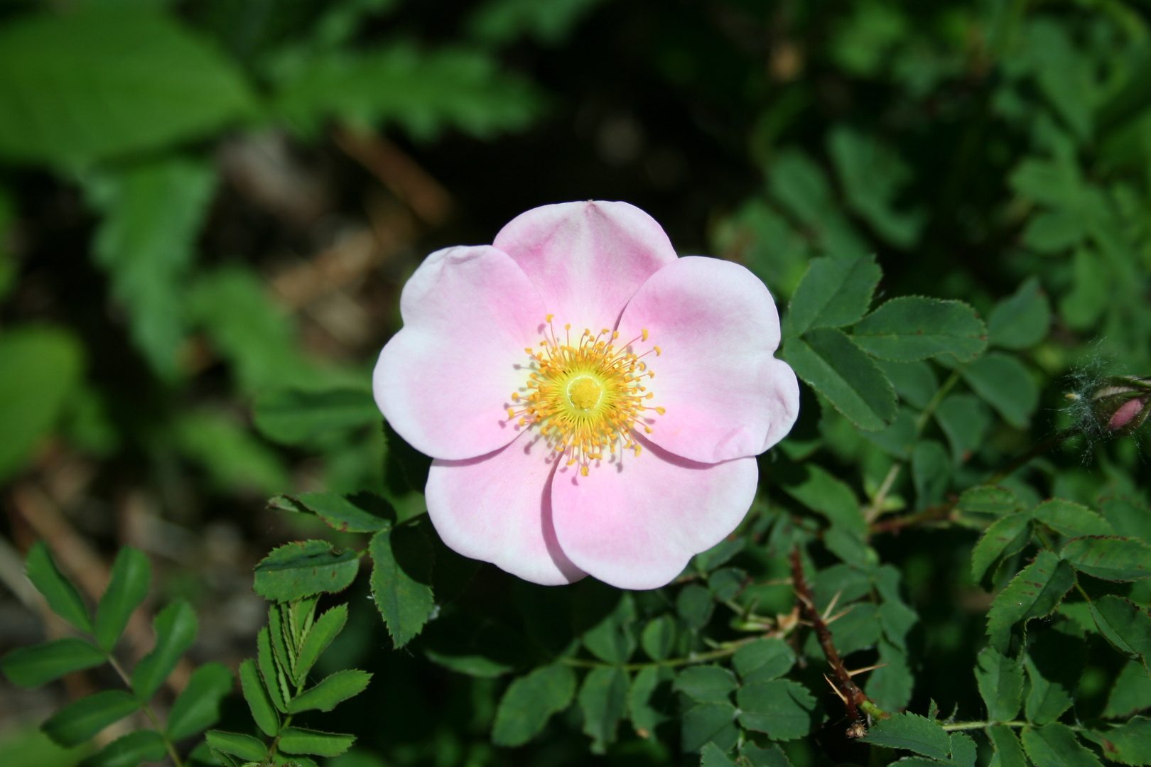 Wild Rose of Alberta