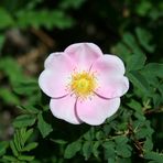 Wild Rose of Alberta
