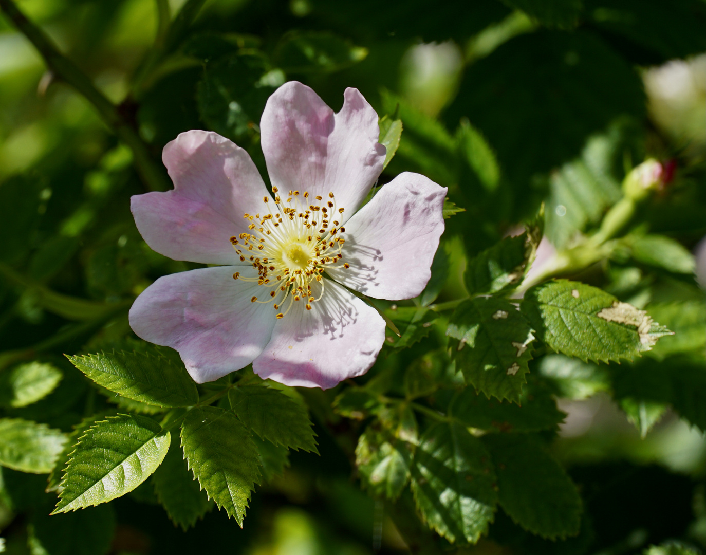 Wild Rose / Oh Flower of Scotland