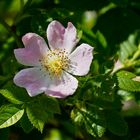 Wild Rose / Oh Flower of Scotland