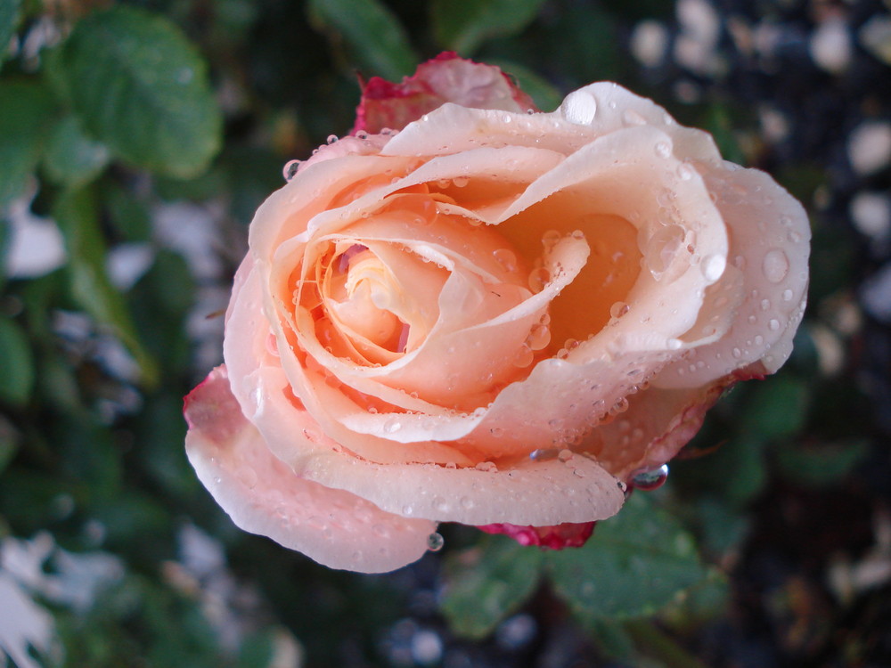 wild rose with waterdrops