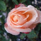 wild rose with waterdrops