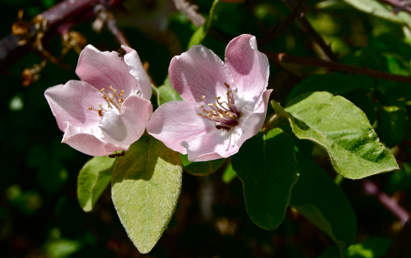 Wild Rose y las hormigas