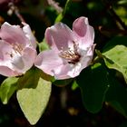 Wild Rose y las hormigas