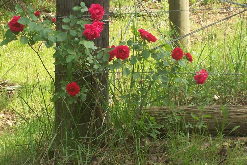 Wild Roses