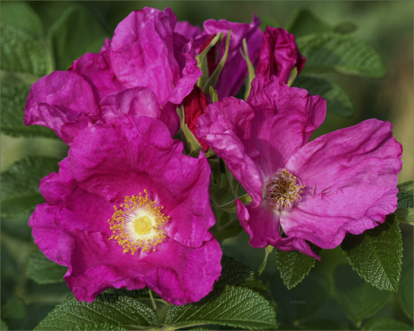 Wild Roses