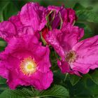 Wild Roses