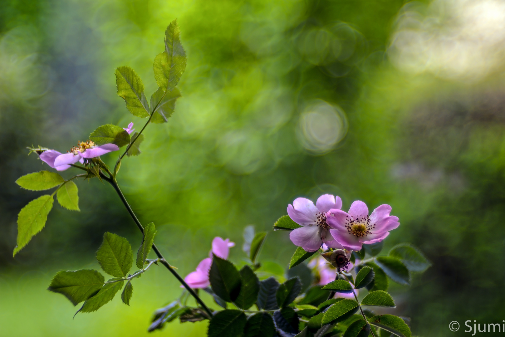 Wild roses