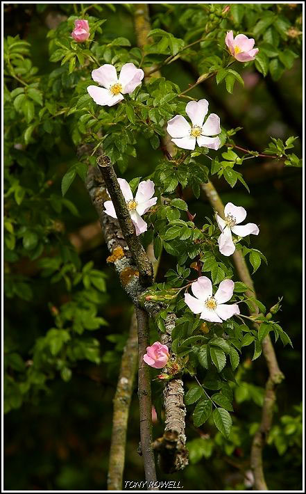 WILD ROSES.