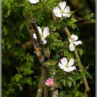 WILD ROSES.