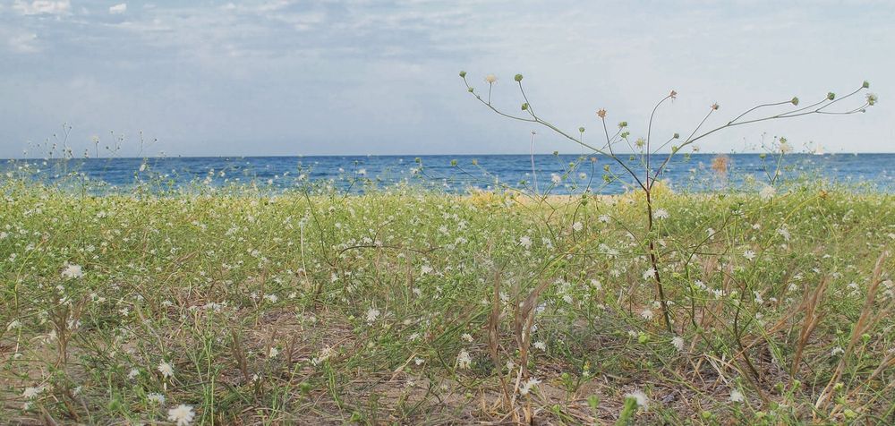 WILD SARDEGNA