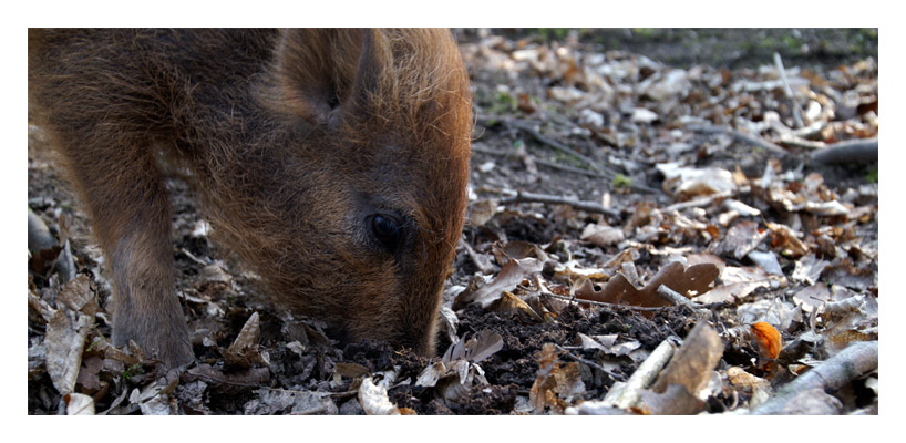 (Wild-)Schwein gehabt ...