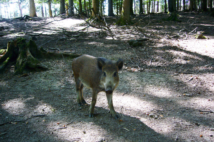 (Wild)-Schwein gehabt