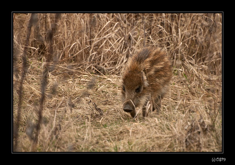 (WILD) Schwein gehabt