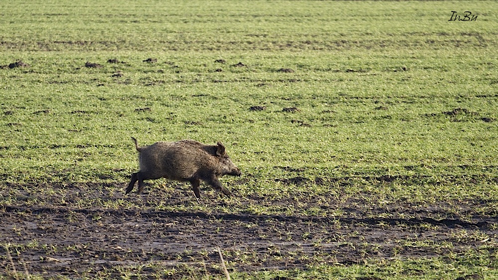 (Wild-) Schwein gehabt......