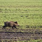 (Wild-) Schwein gehabt......