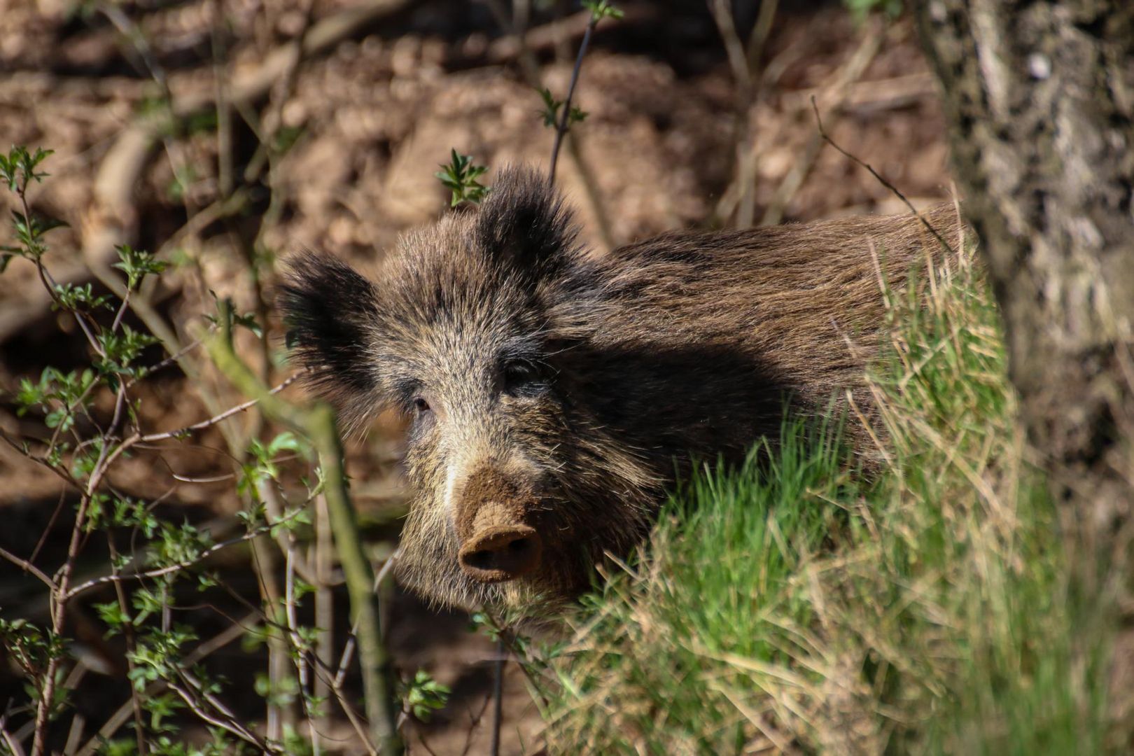 Wild-Schwein-life