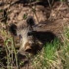 Wild-Schwein-life