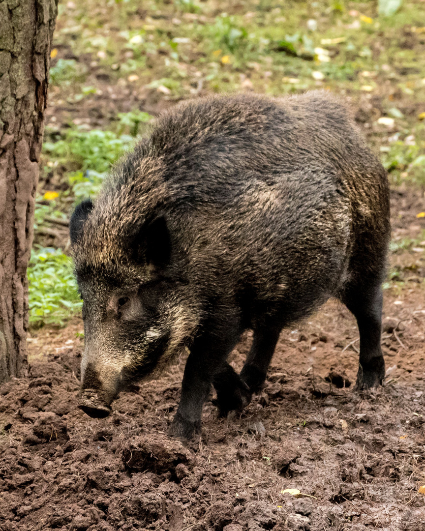 "WILD ... SCHWEINER'l" (dazu noch ein Zitat der EAV)